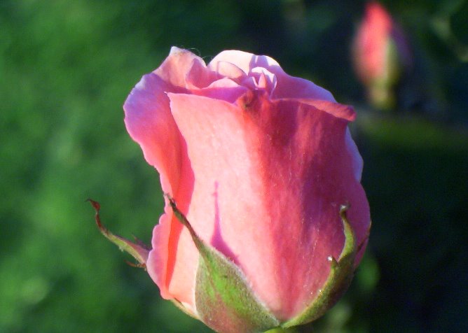 Una Rosa a la Madre Tierra