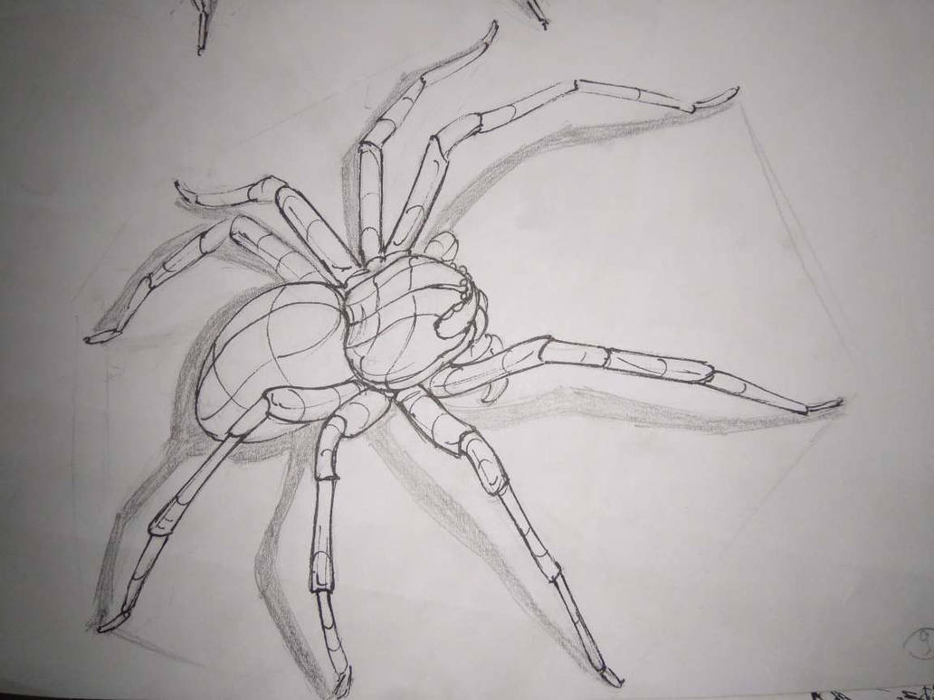 Spider study by LinaReed on DeviantArt