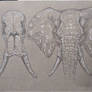 African elephant head and skull study