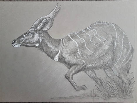 Bongo antelope