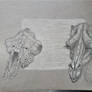 Camel head and skull study