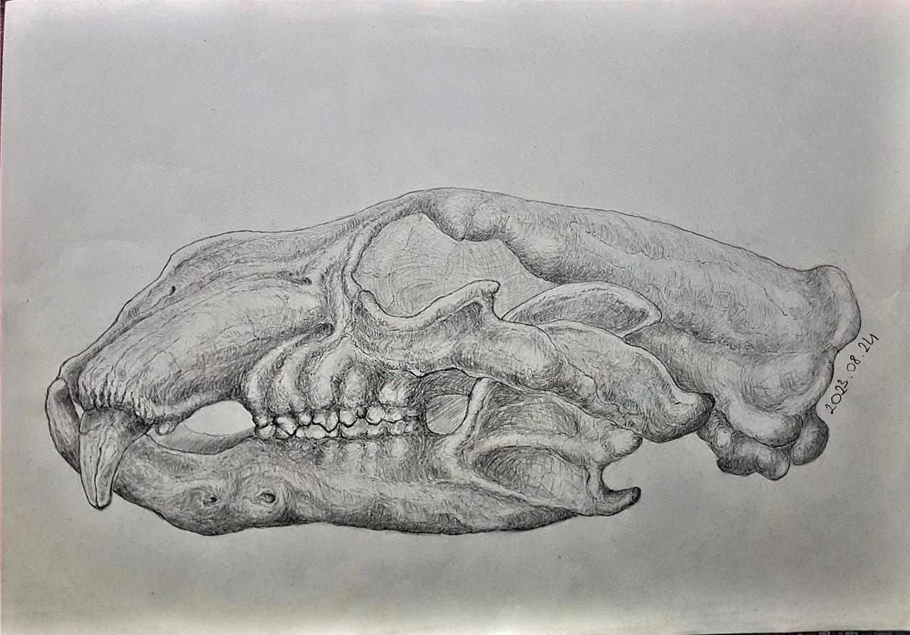 Polar bear skull by LinaReed on DeviantArt