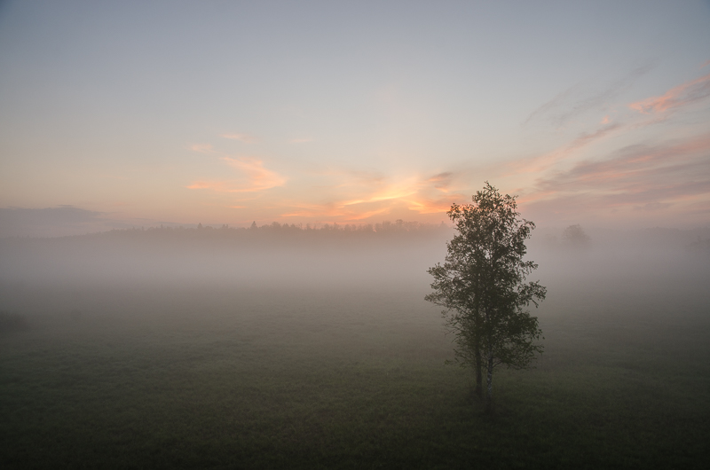 Tree in the morning fog