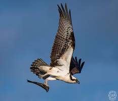 Terminal Velocity Osprey