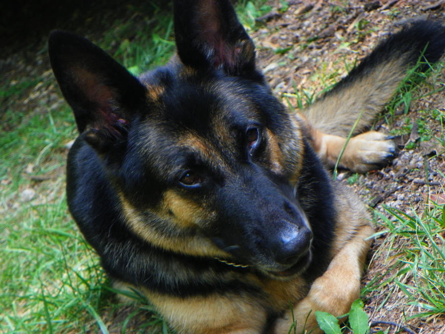 Rommel From Wyandotte MI, Police Dept K9 Unit