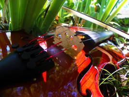 Violin In The Weeds