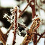 Close Up On Winter