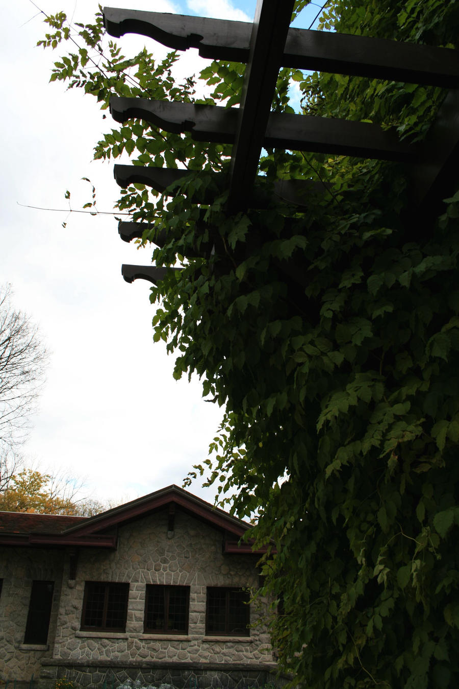 Honeysuckle Vines II