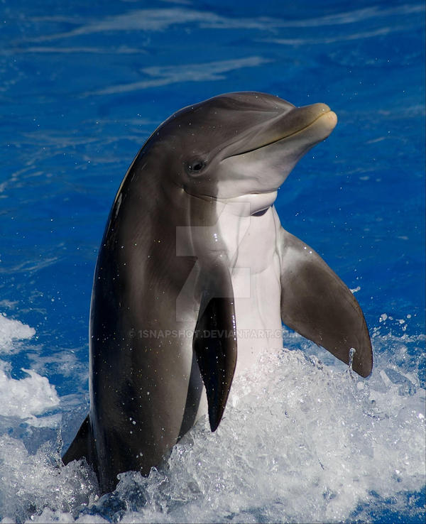 Dolphin