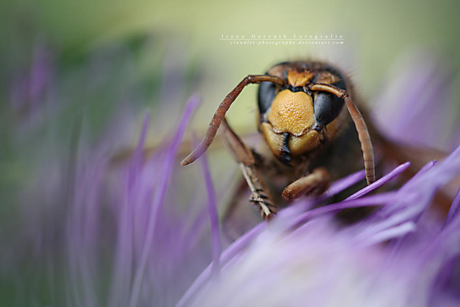 Hornet looking into your soul by IreneHorvath