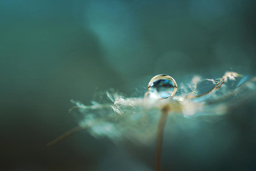 springless. by IreneHorvath springless. by IreneHorvath