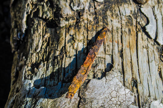 Old rusty nail and driftwood