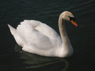 swan in river