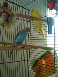 Photo of my parakeets