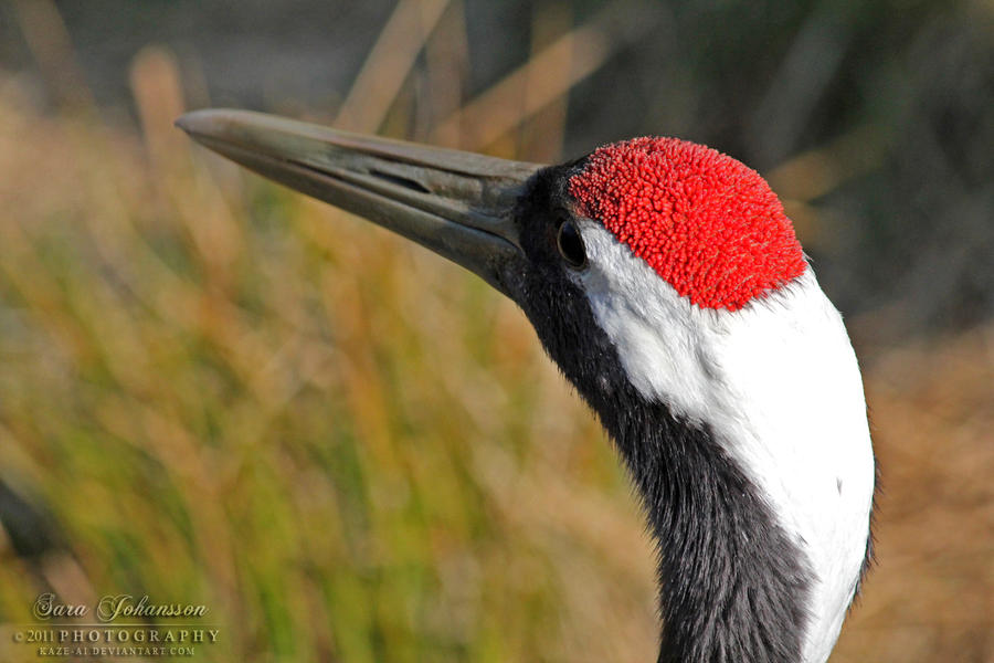 Red-crowned crane III