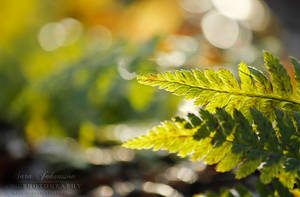 Forest Light