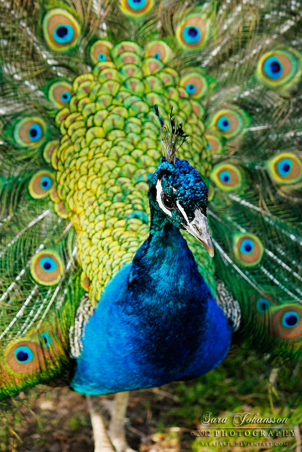 The Peacock