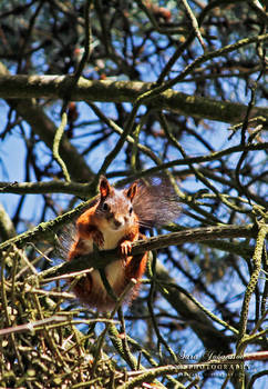 Squirrel II