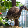 Sunbittern Bird I