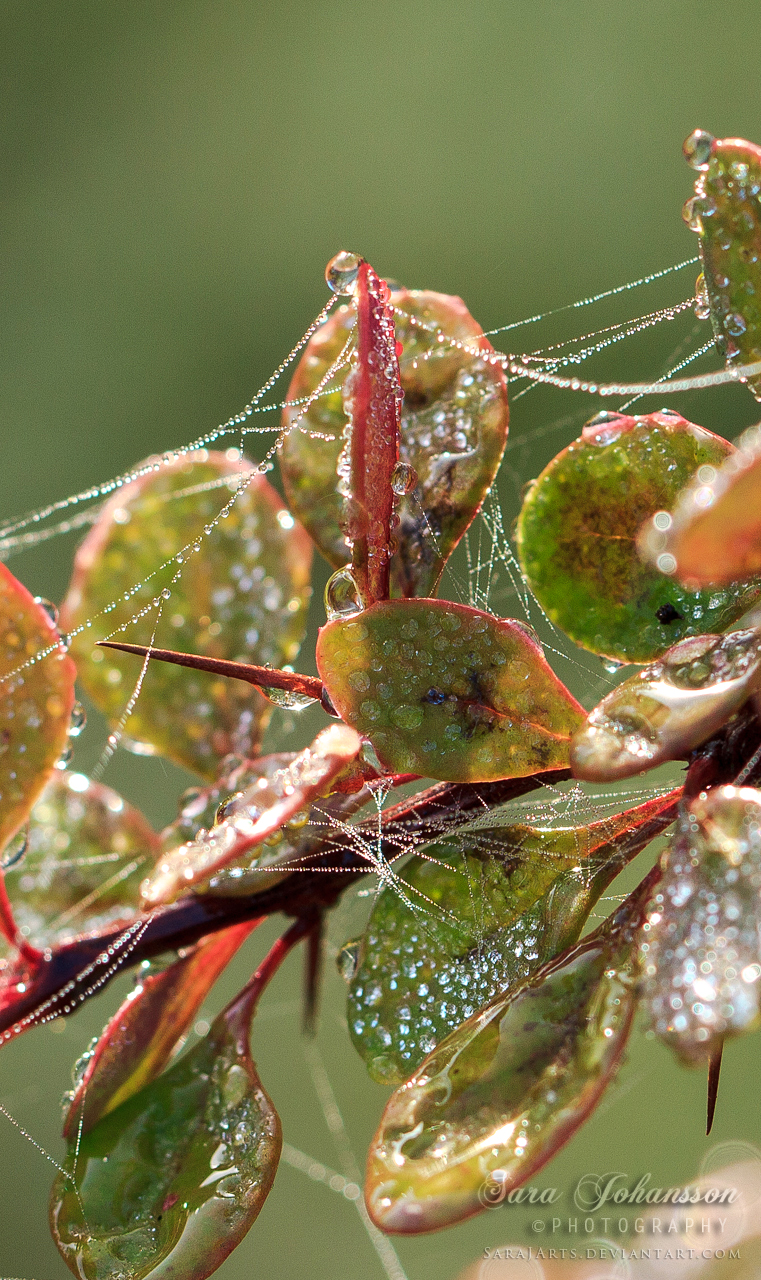 Morning jewerly of the nature