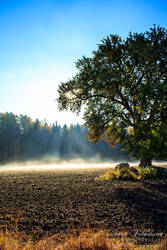 Morning glory of Autumn