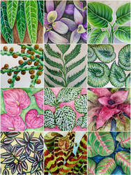 Nature's patterns 1-12