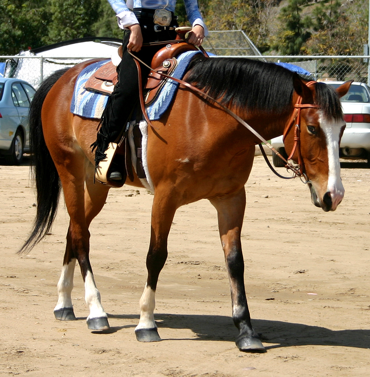 Horse walking with rider