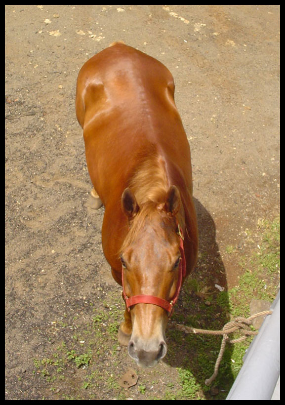 Horse from Above2