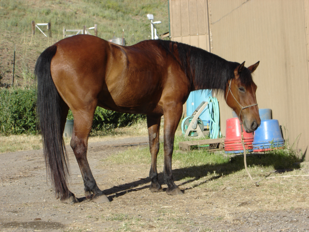 Classic Mustang Pose