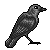 Free Gray Crow Icon