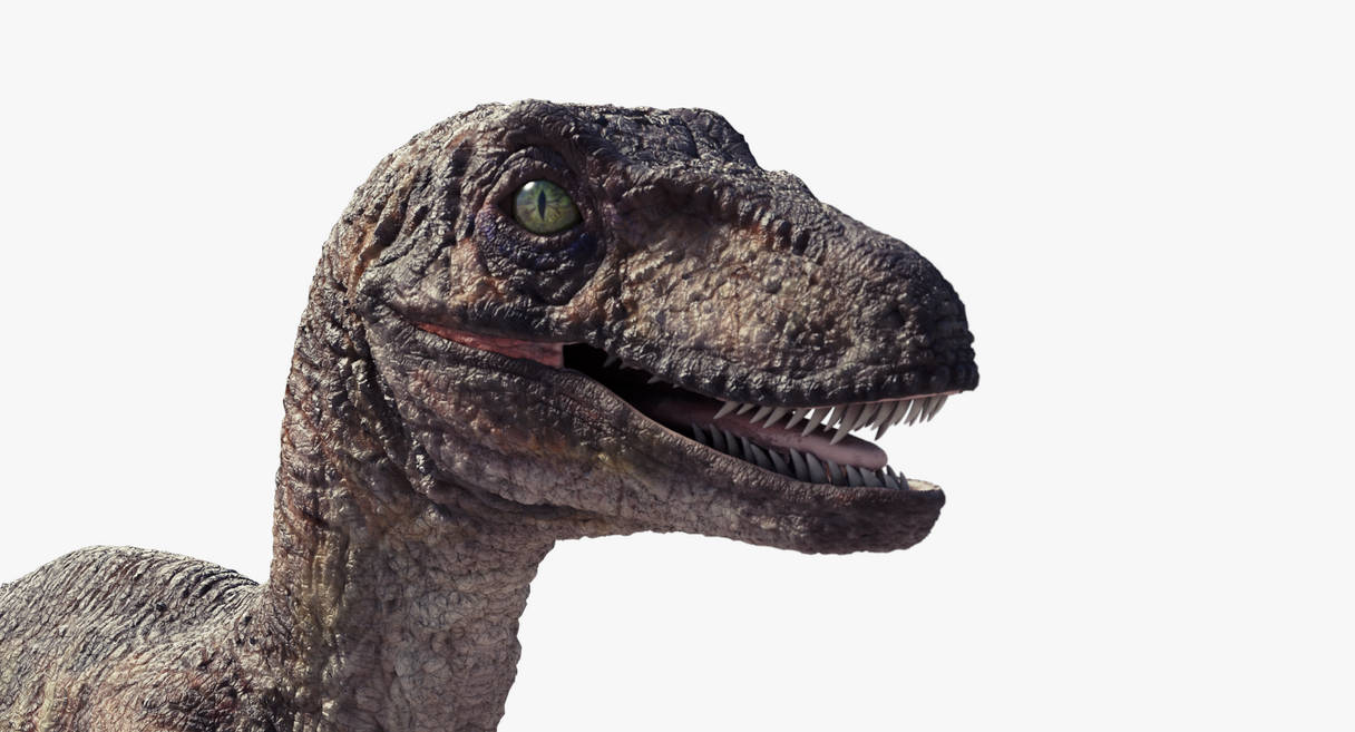 Headed Raptors Raptor Head Jurassic Park Velociraptor Head 3D Model 3D Printable