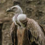 Griffon Vulture