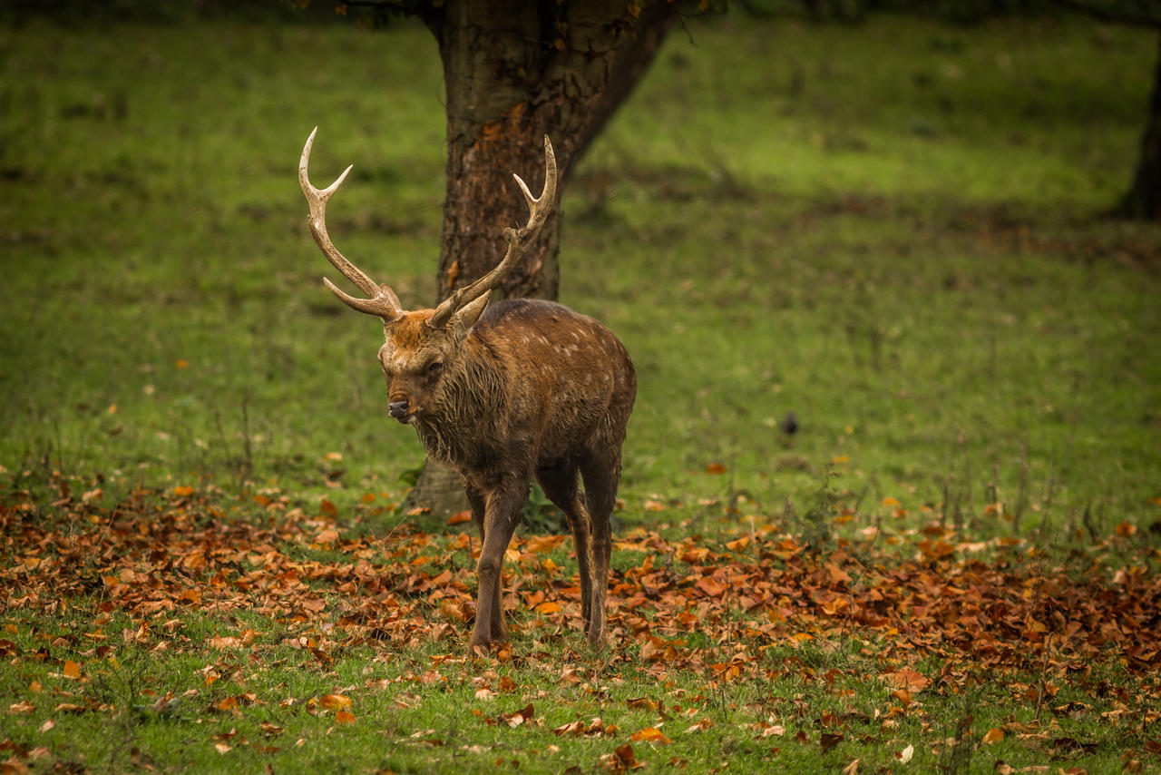 Grumpy Deer