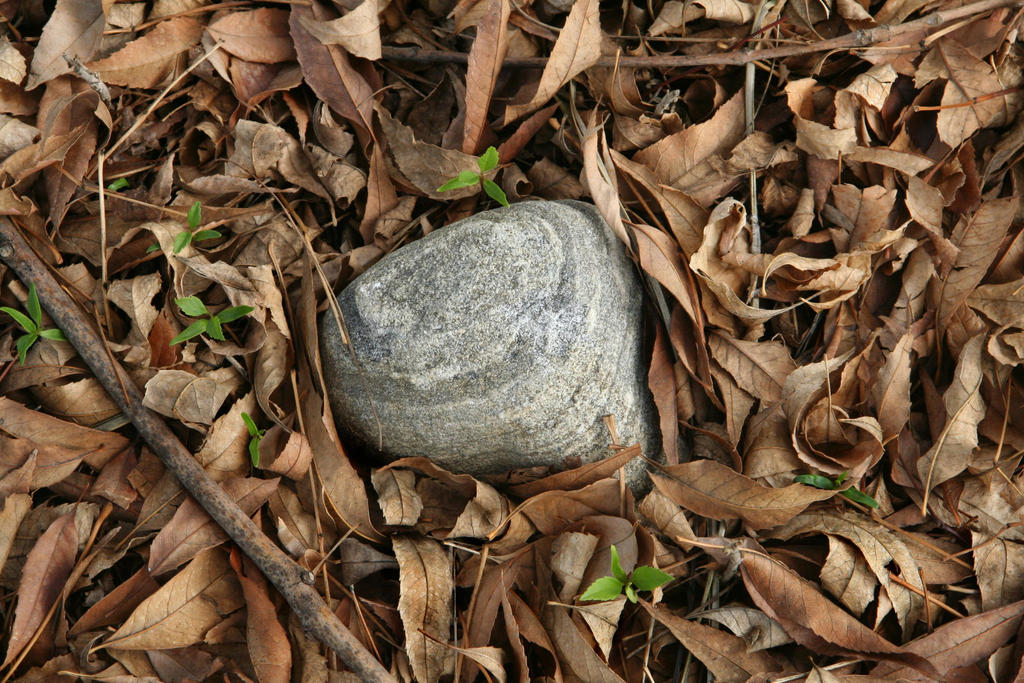 Stone and Leaves