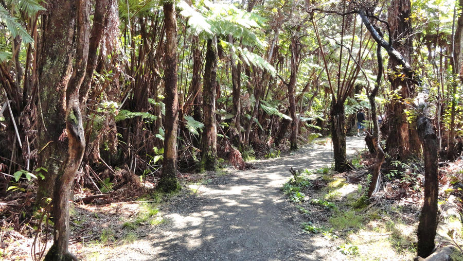 Jungle Path by mocashake on DeviantArt