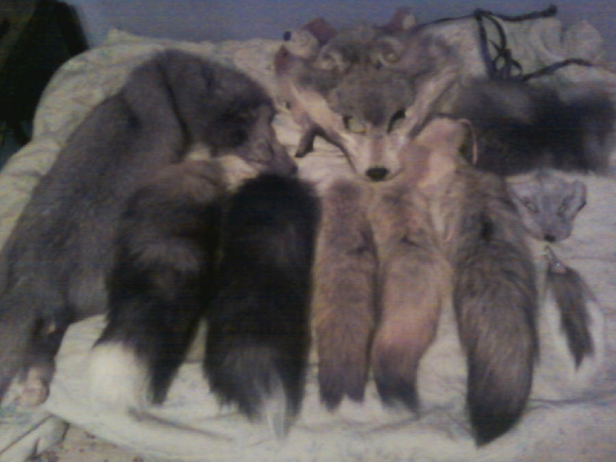 All of My Furry Things