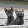 Curious kittens