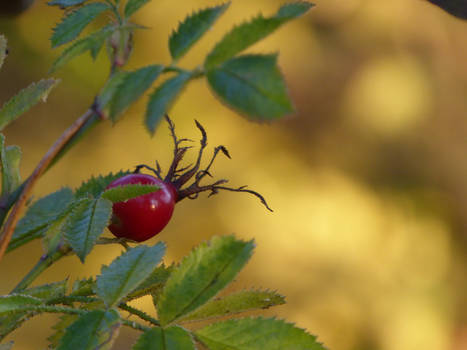 The foetus of Rosa canina