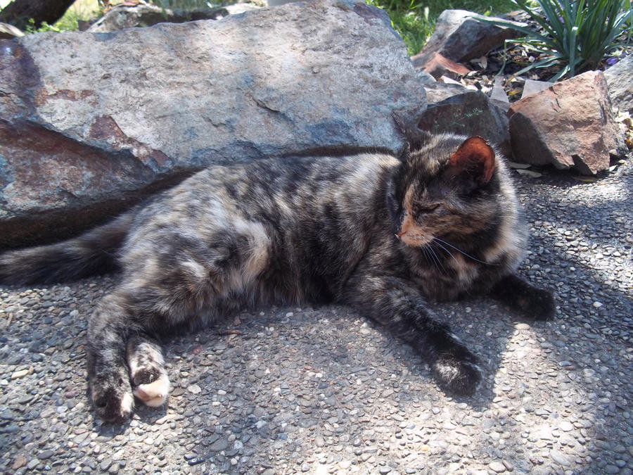 Trutle Shell Cat by IchiRukiLUVER12 on DeviantArt