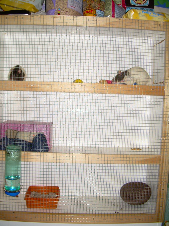 Bookshelf Rat Cage By Chelser On Deviantart