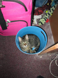 There's a cat in my garbage can!!