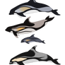 Open Species - Indian White-sided Dolphin