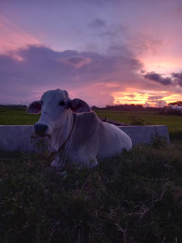 The model today is a Charolais cattle.