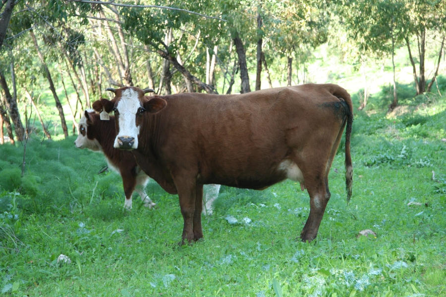 A Cow