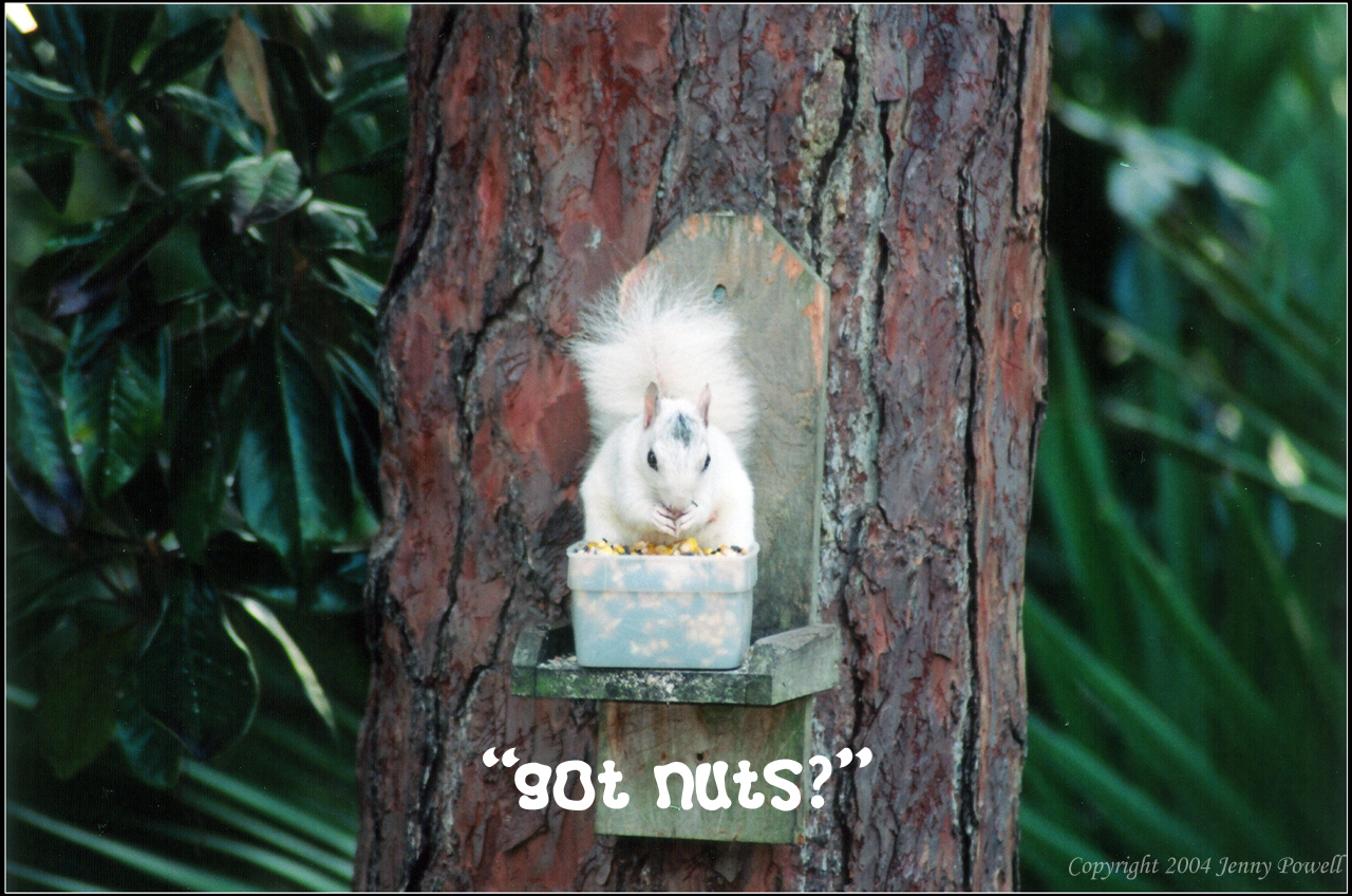 Got Nuts?