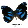 Blue Edges Butterfly PNG Vampstock