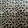 Soft Leopard Texture Vampstock