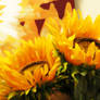 Sunflower Texture Vampstock
