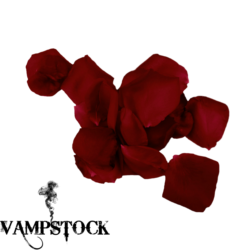 Rose Petal PNG 7 Vampstock
