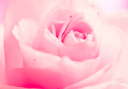 Pink Rose